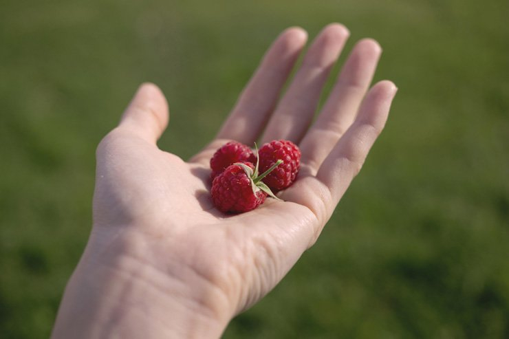 fruit fruits food healthy health diet raspberry hand hold holding