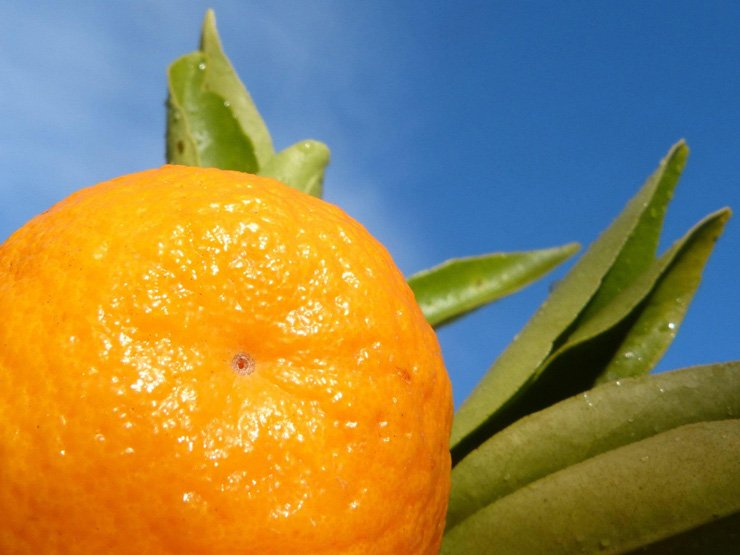 fruit fruits food healthy health diet tangerine foods