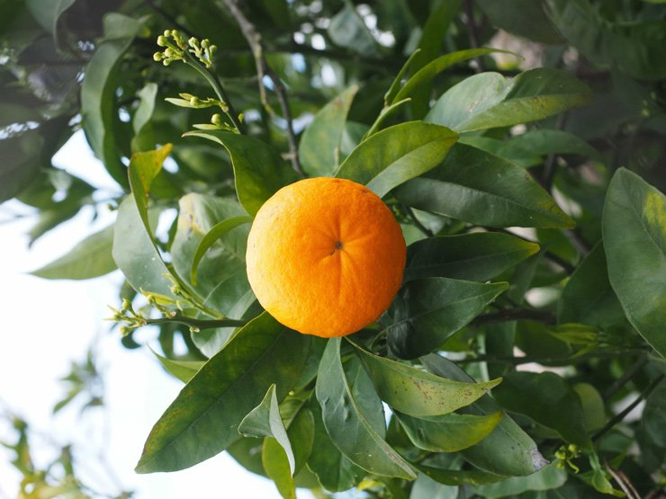 fruit fruits food healthy health diet tangerine tree