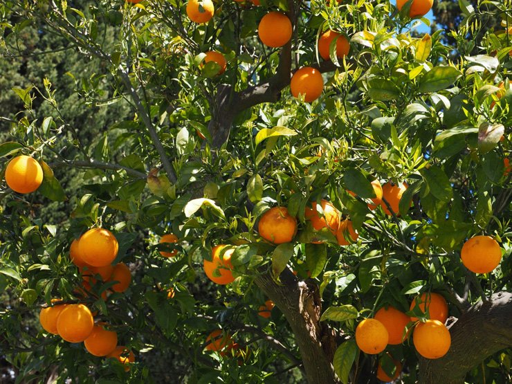 fruit fruits food healthy health diet tangerine trees vitamin