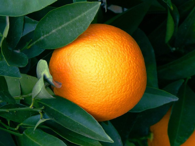 fruit fruits food healthy health diet tangerine vitamin