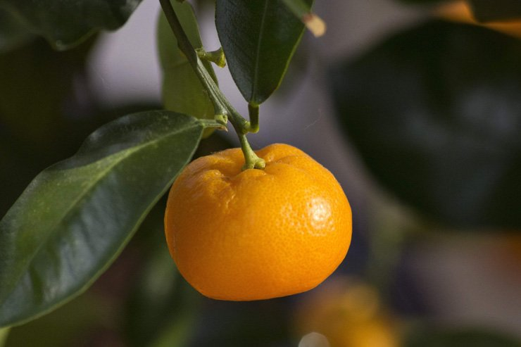 fruit fruits food healthy health diet tree tangerine