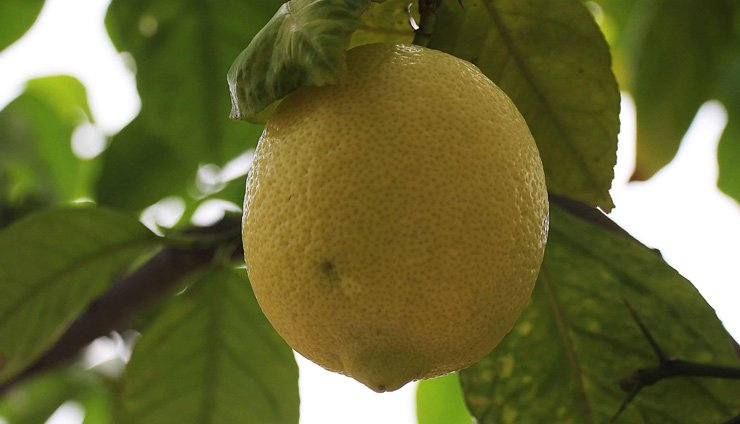 fruit fruits food healthy health diet vitamin lemon citrus