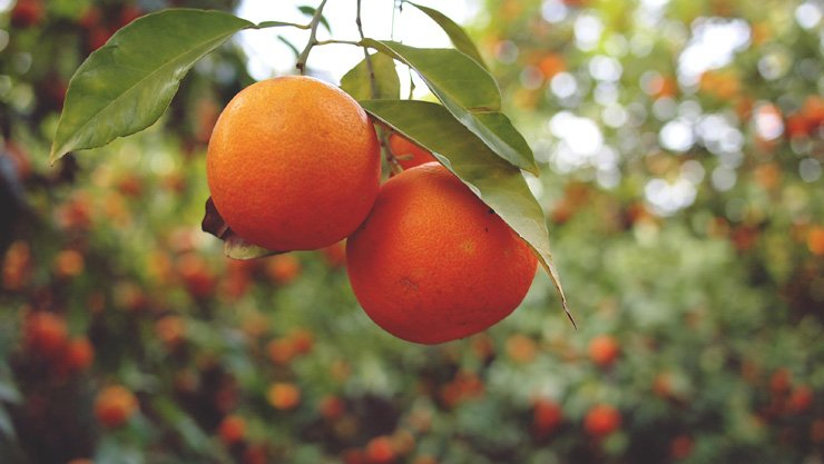 fruit fruits food healthy health diet vitamin tangerine tree garden