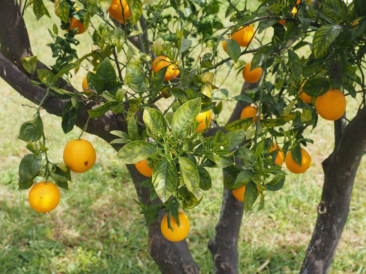 fruit fruits food healthy health diet vitamin tangerine trees