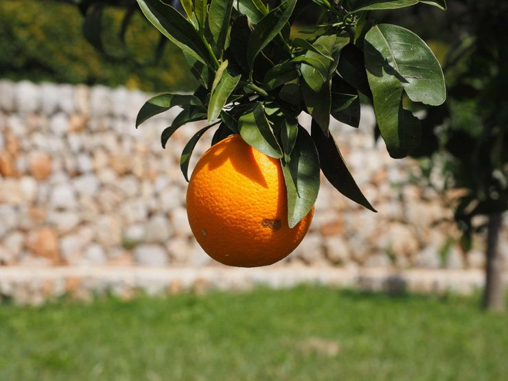 fruit fruits food healthy health diet vitamins tangerine