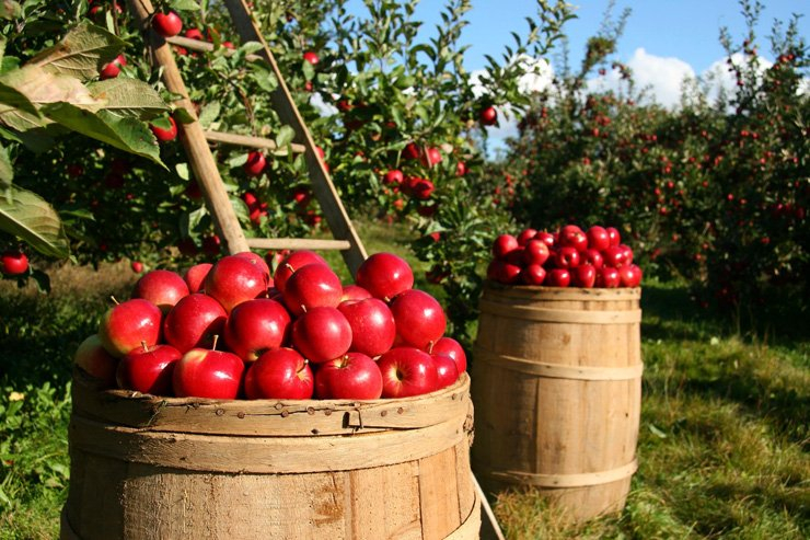 fruit fruits food healthy health garden apple apples tree trees barrel ladder
