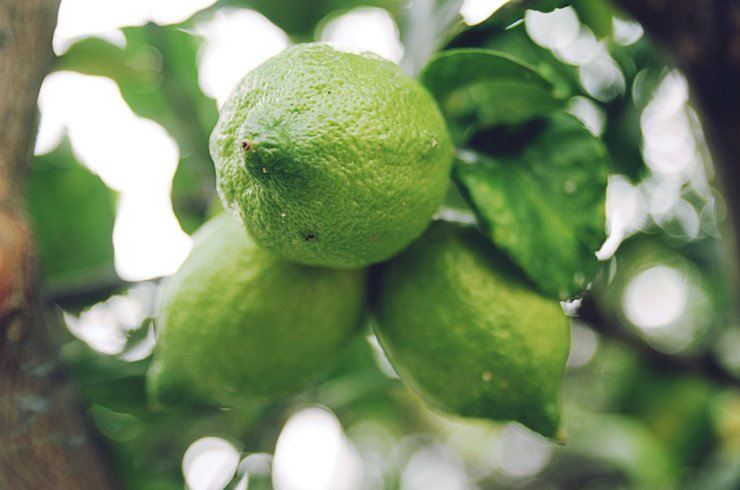 fruit fruits food healthy health lime lemon vitamins vitamin tree