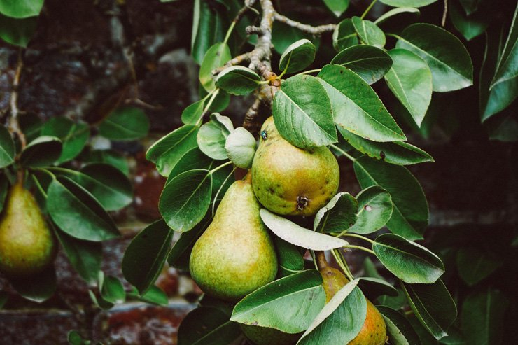 fruit fruits food healthy health pears pear tree leaves garden
