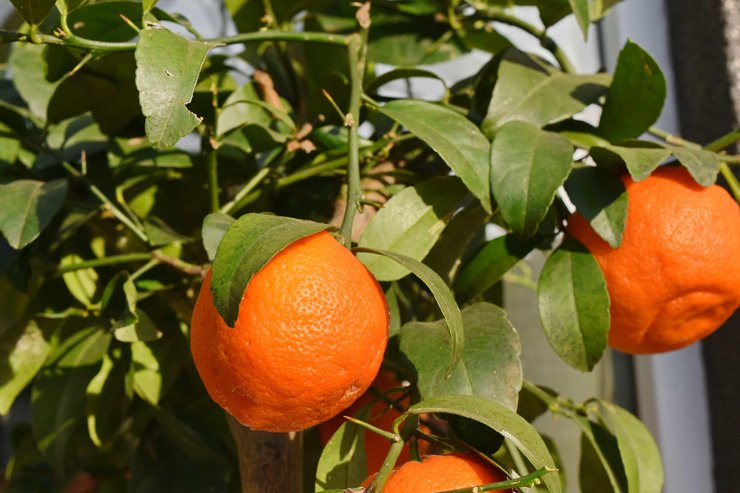 fruit fruits food healthy health tangerine tree leaves