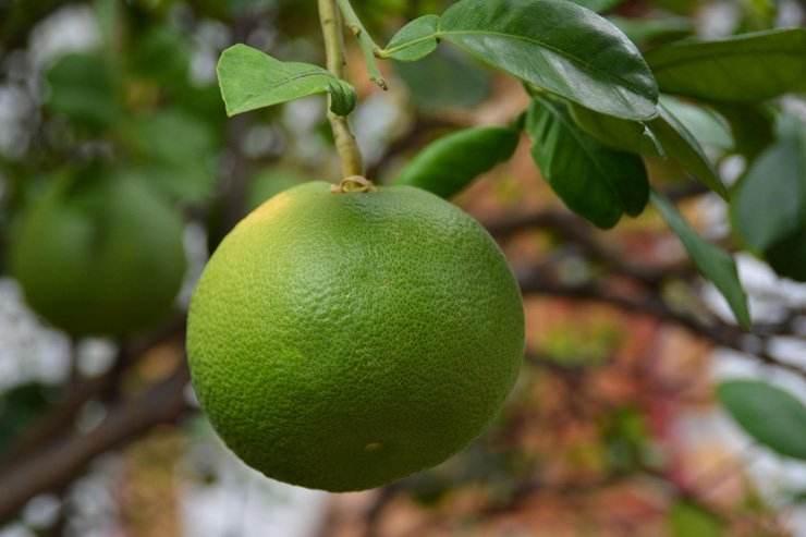 fruit fruits food tree foods health healthy vitamin vitamins orange oranges