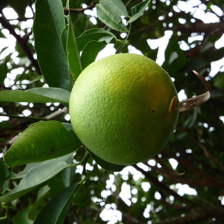 
									fruit fruits food tree health healthy vitamin vitamins orange leaves