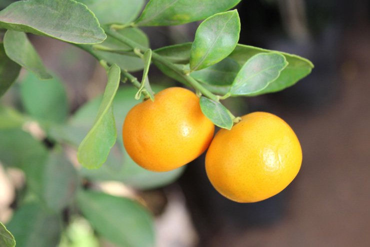 fruit fruits health healthy vitamin vitamins tangerine food foods orange