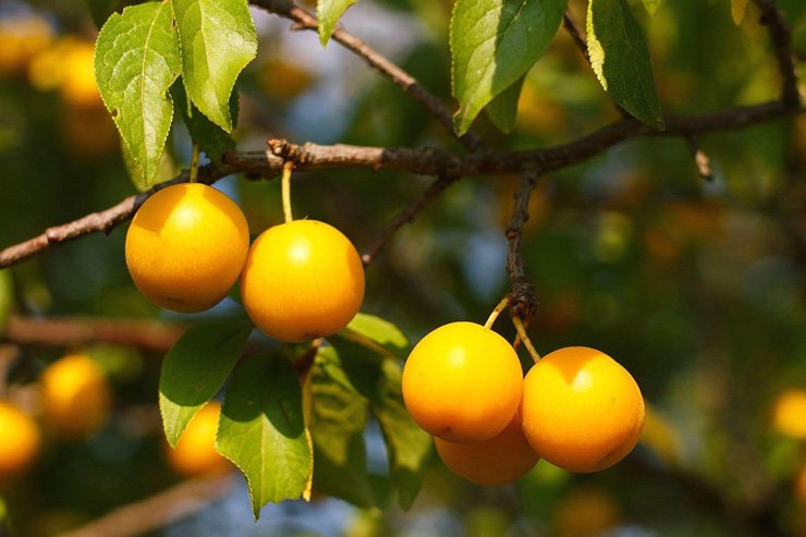 fruit fruits health healthy vitamin vitamins tree leaves
