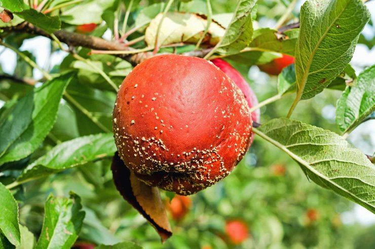 fruit fruits health healthy vitamin vitamins tree leaves food foods