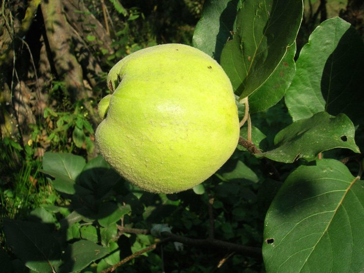 fruit fruits health tree healthy vitamin