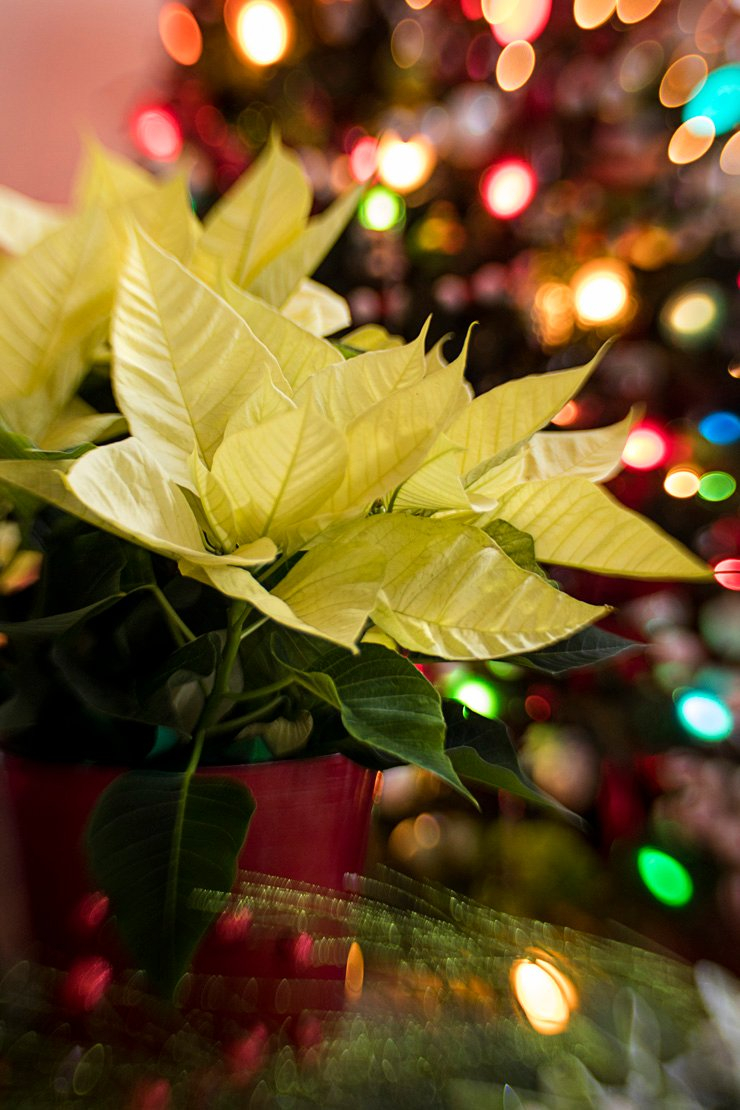 holidays eve snow christmas xmas holiday tree decoration decorations new year joy happy happiness leaf light lights