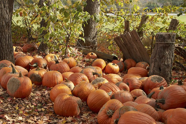 holidays food halloween pumpkin carving scary holiday spooky farm