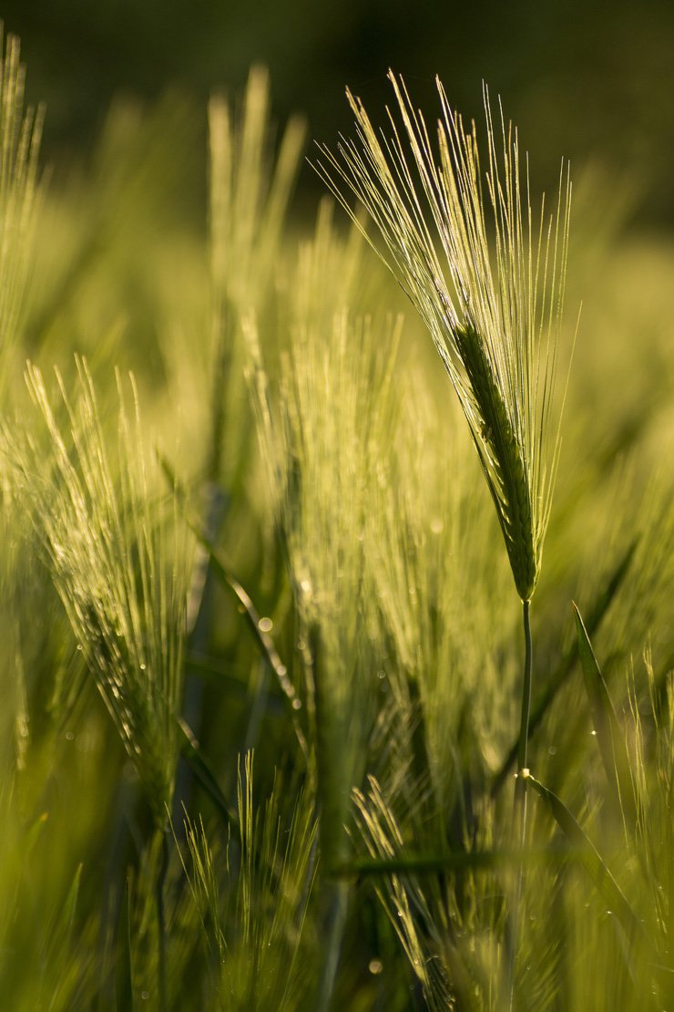 landscape grass farm nature barley wheat grain plant