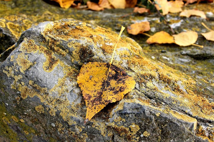leaf stone stones rocks rock leaves nature fall autumn