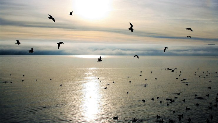 nature sky sea ocean birds flying fly sun summer sunny