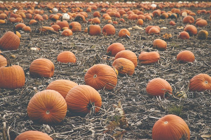 scary holidays holiday carving halloween pumpkin spooky food farm harvest