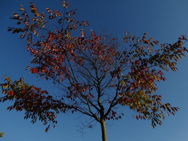 sky blue fall clear nature autumn branches branch
