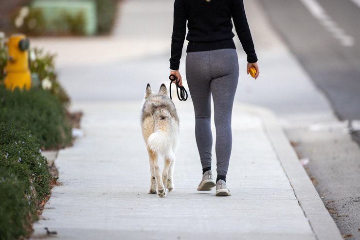 sport sports health pet dog animal walk walking jogging workout training healthy fit fitness