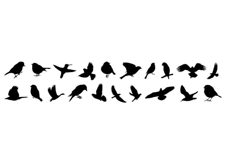 Silhouettes of birds different pack of bird silhouettes