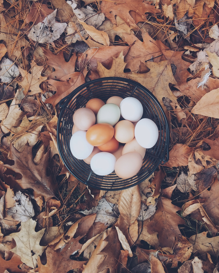 Autumn eggs