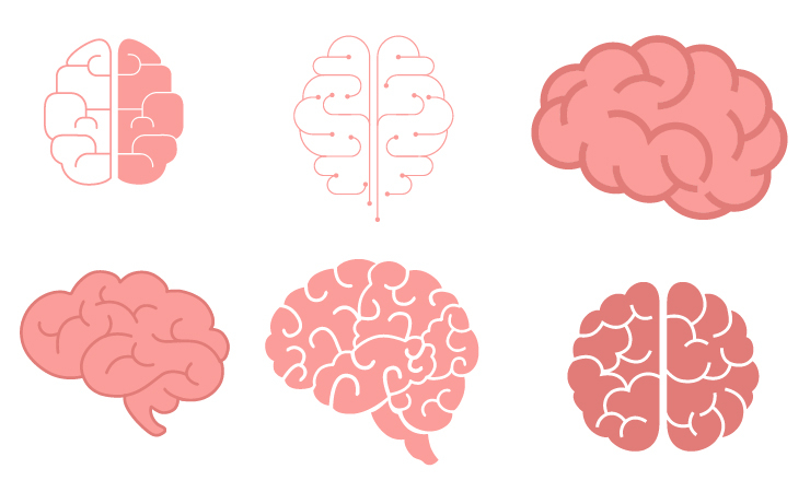 Human Brain Shape
