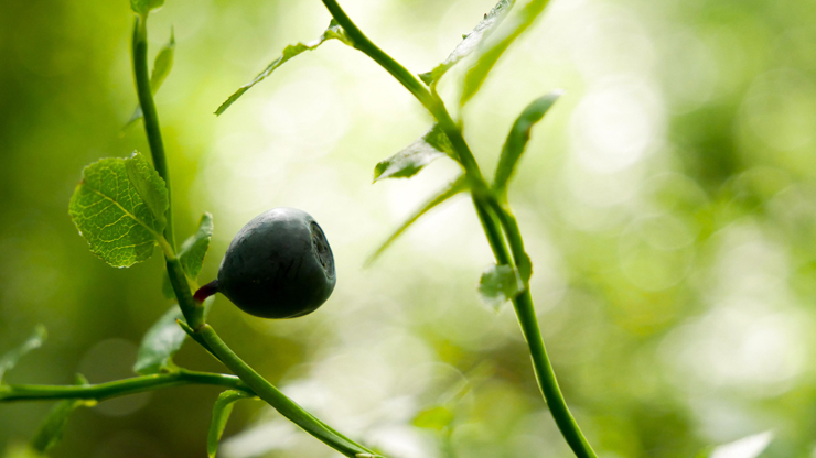 
									Natural Leaves