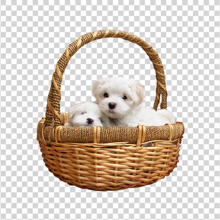 Puppies In Basket