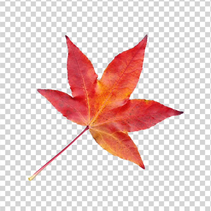 Autumn Leaf 556