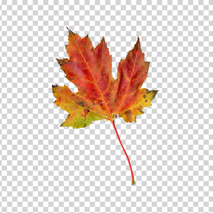Autumn Leaf 885