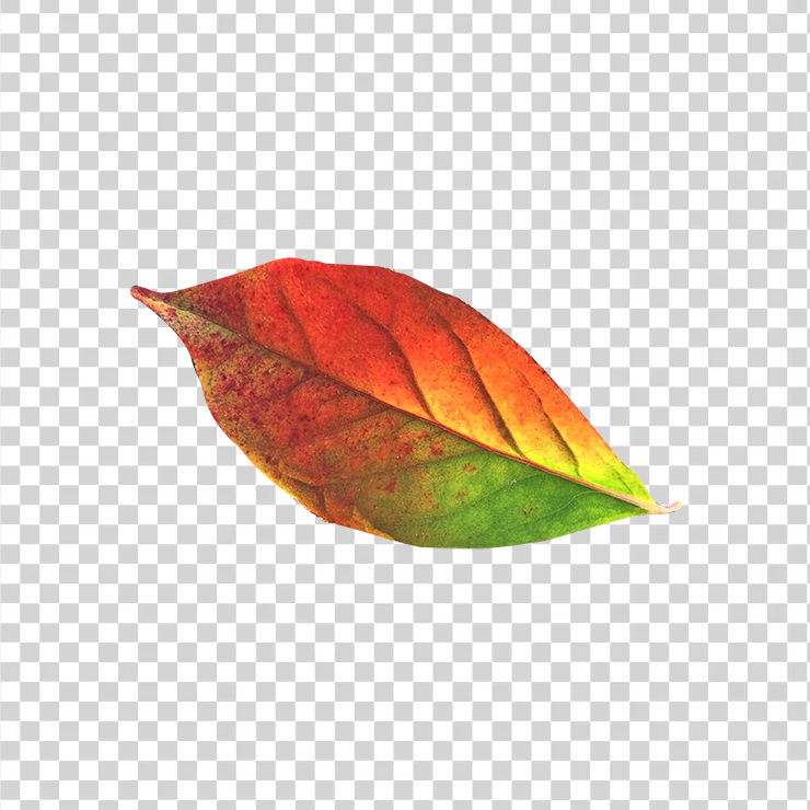 Autumn Leaf1