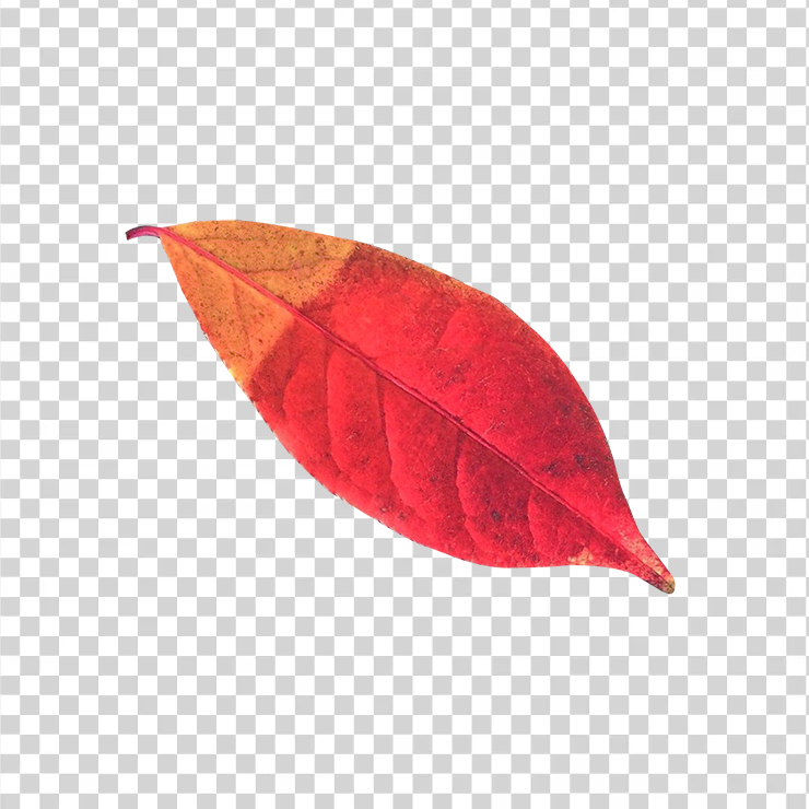 Autumn Leaf 2