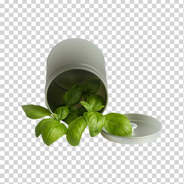 Basil Leaf Pot 87