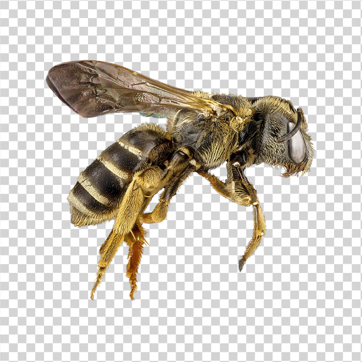 Bee 1156