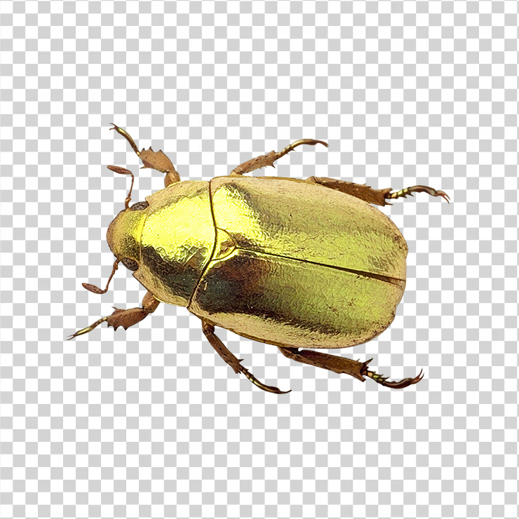 
									Beetle 1