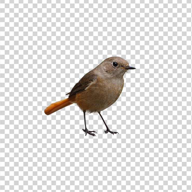 Bird 6