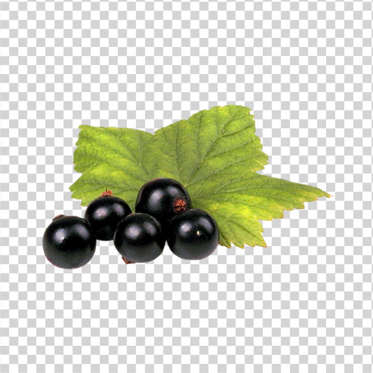 Black Currant With Leaf