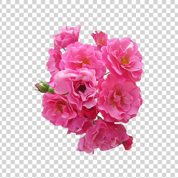 Bunch Pink Rose Flower