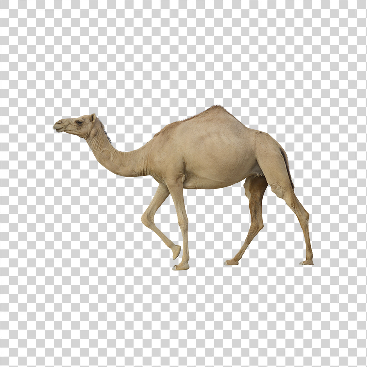 
									Camel 02