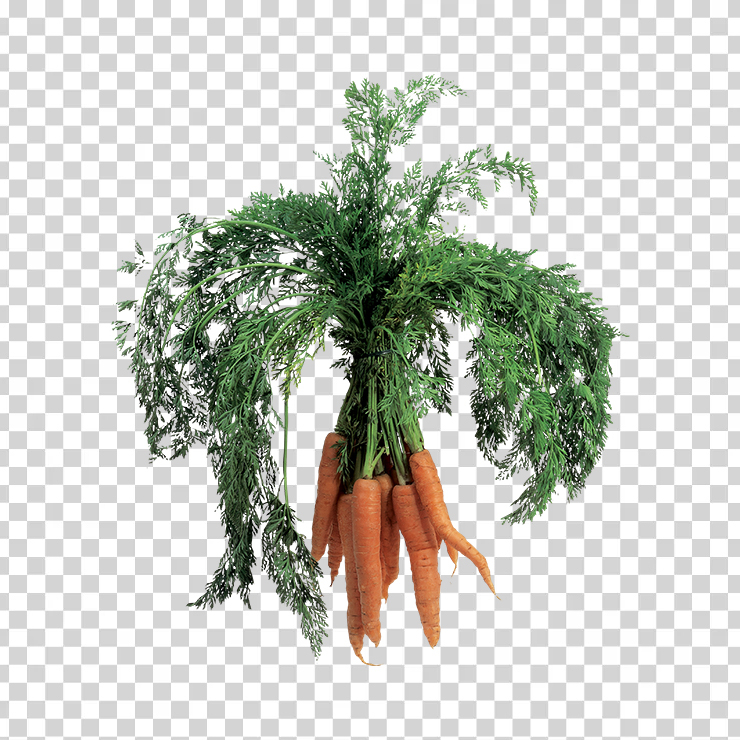 Carrot 15