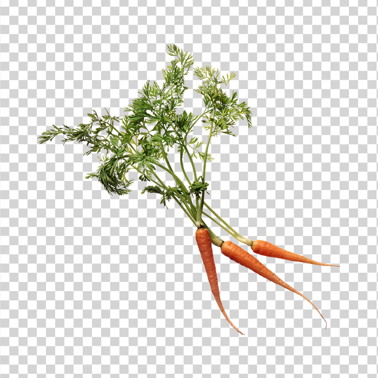 Carrot 18