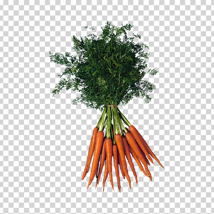 Carrot 24