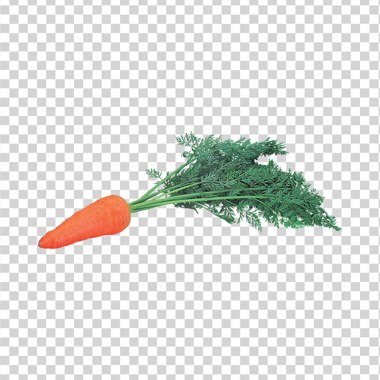 Carrot 26
