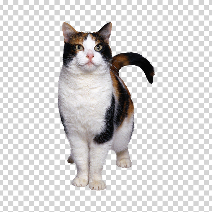 Cat 02