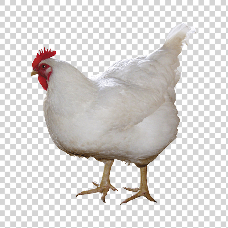 Chicken 01